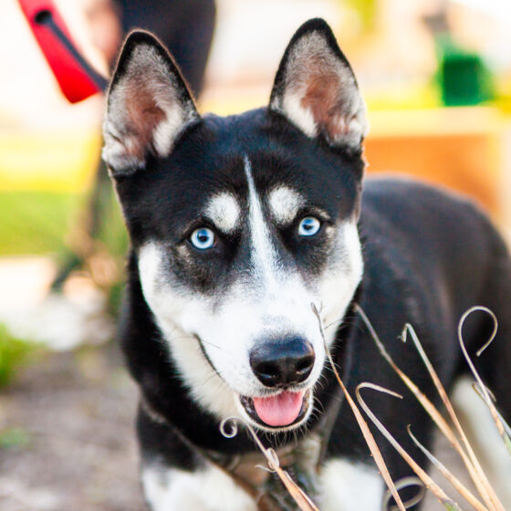 A blue eyed husky