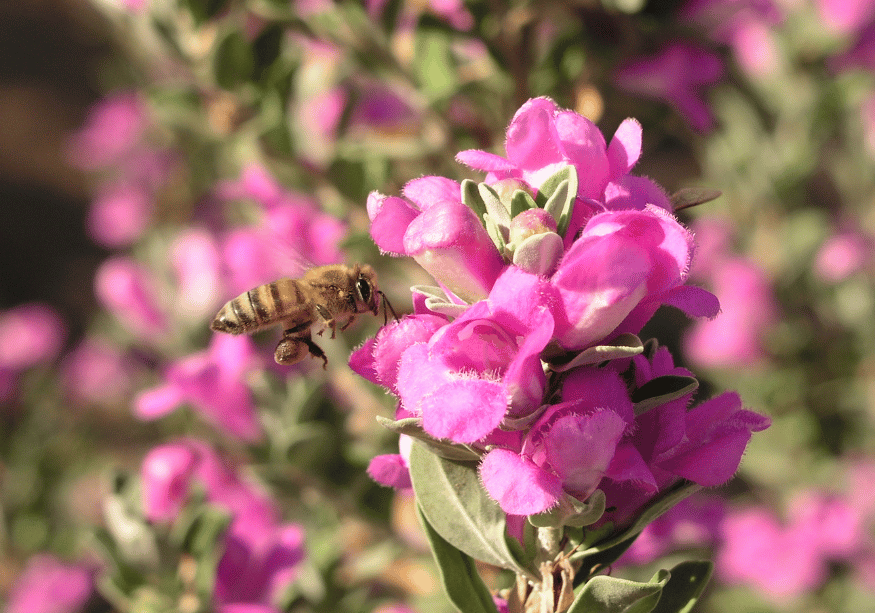 A bee lands on a Texas Sage flower