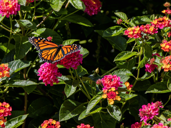 a butterfly lands on a lantana plant in a butterfly garden