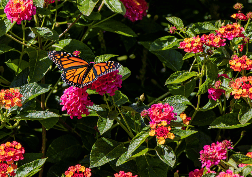 a butterfly lands on a lantana plant in a butterfly garden