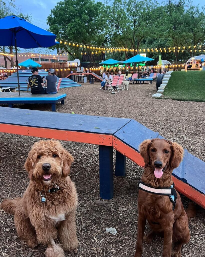 A brown doodle and a dog named Skylar sit with their tongues out at a pet-friendly outdoor bar