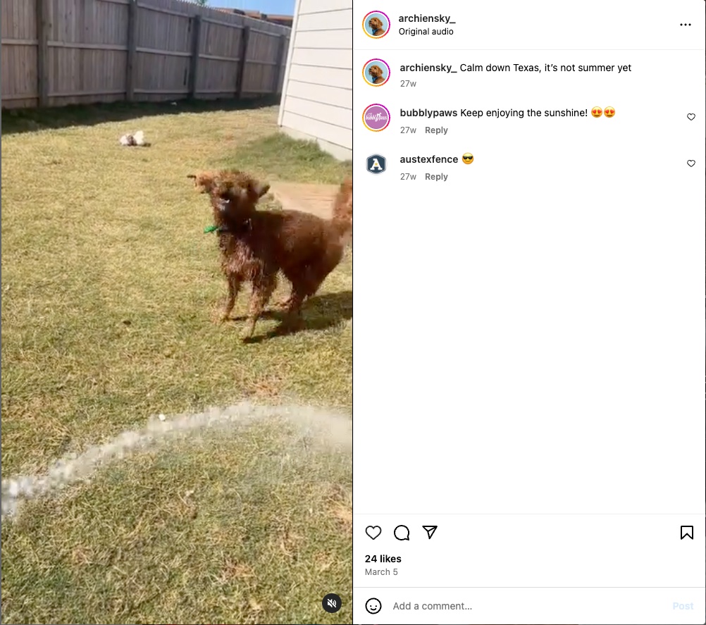 A brown doodle dog plays with a water hose in a VIDA San Antonio backyard