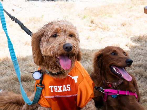 Golden doodle and sibling dog Skylar sit outside with open mouths