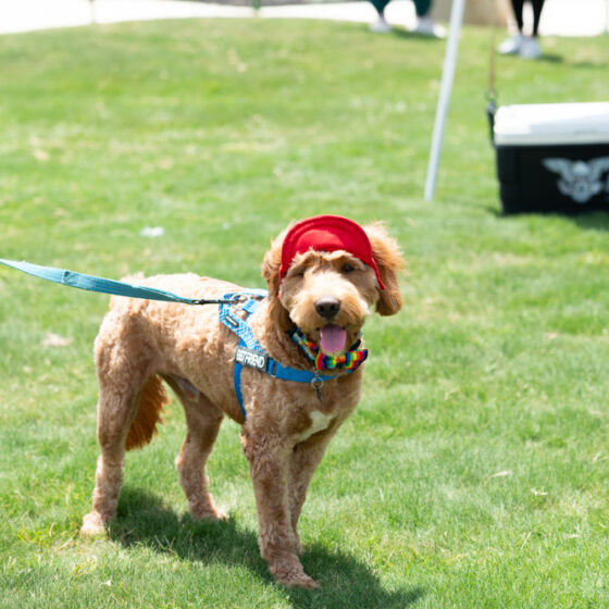 A happy goldendoodle wears a hat and a leash while strolling in Ana Park.