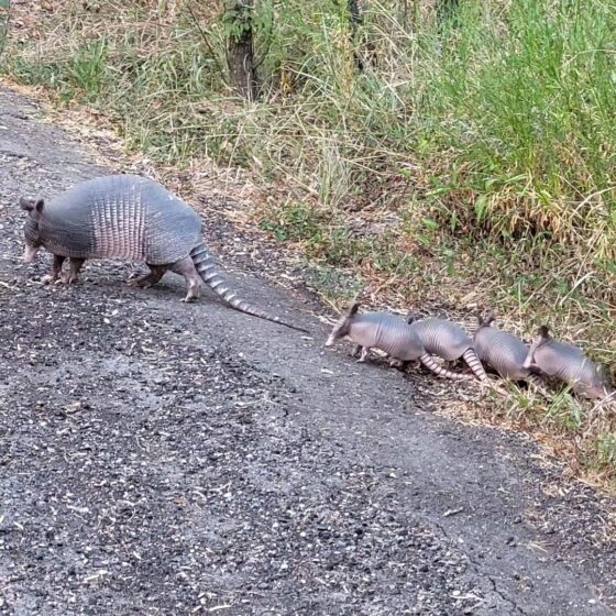 A mother armadillo and four armadillo babies walk across the path on the Madla Greenway.