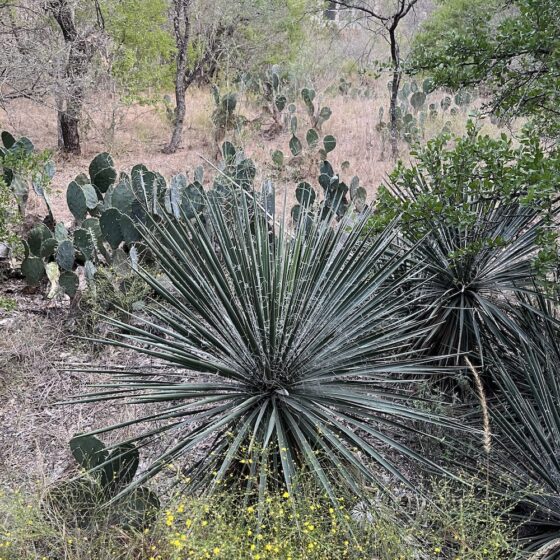 Cactus and wildflowers in winter along the Madla Greenway.