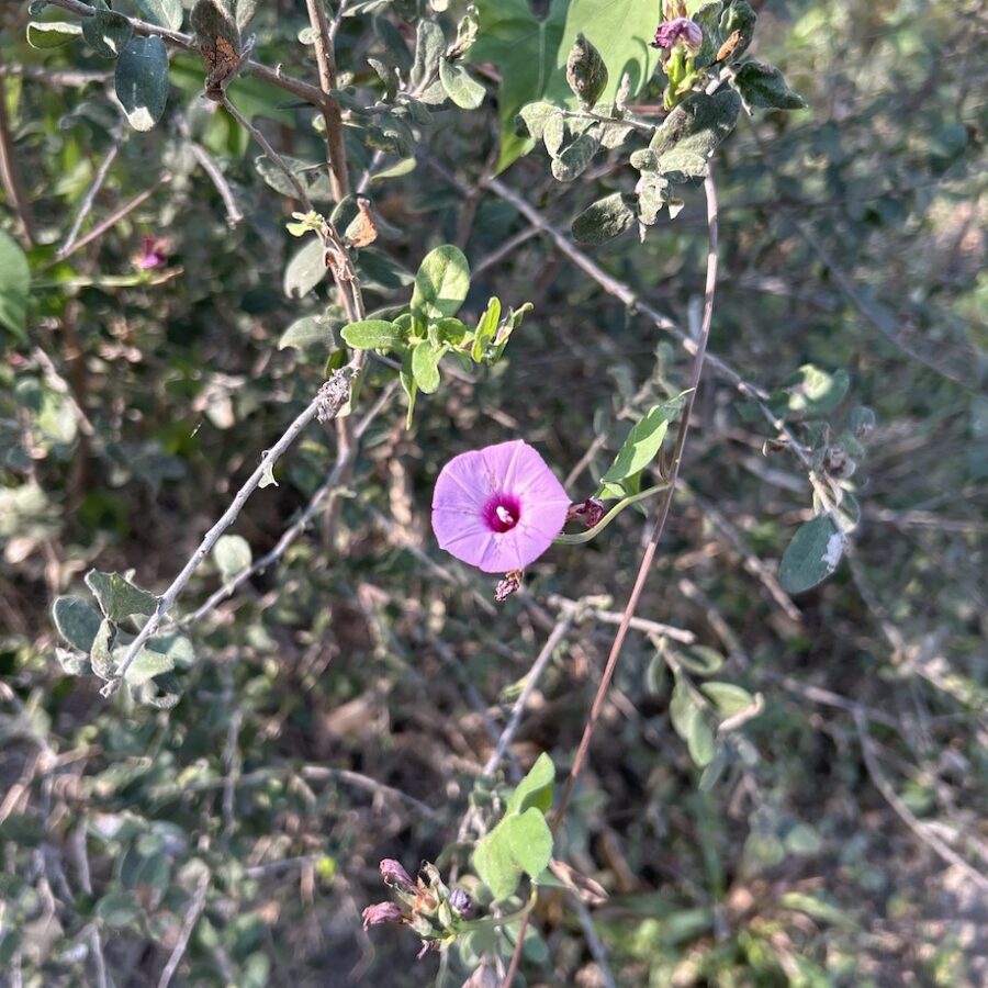 Morning Glory on the Madla Greenway