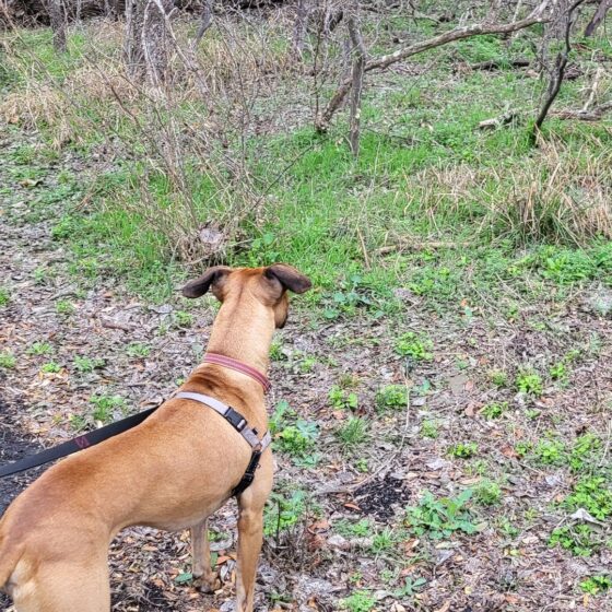 A short-haired brown dog on a leash looks on into the brush on the Madla Greenway.