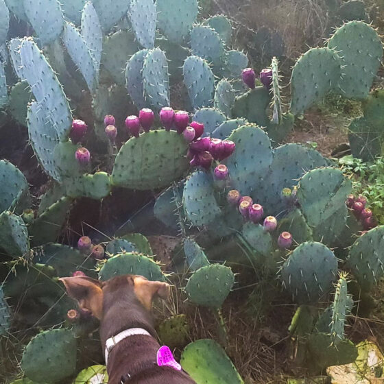 A dog sniffs prickly pear cactus on the Madla Greenway