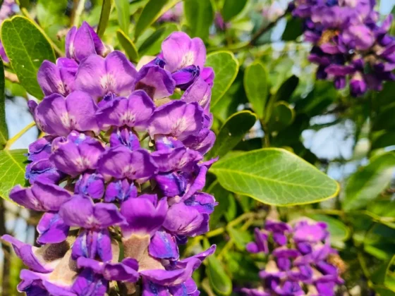 A close up of the flowers and leaves on a lush mountain laurel tree.