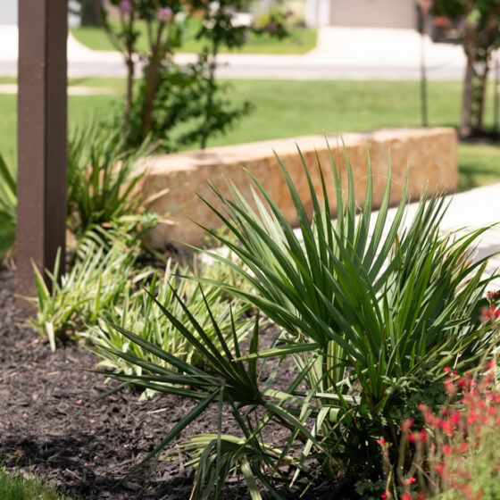 Palm fronds and red flowers are in focus against a park background.