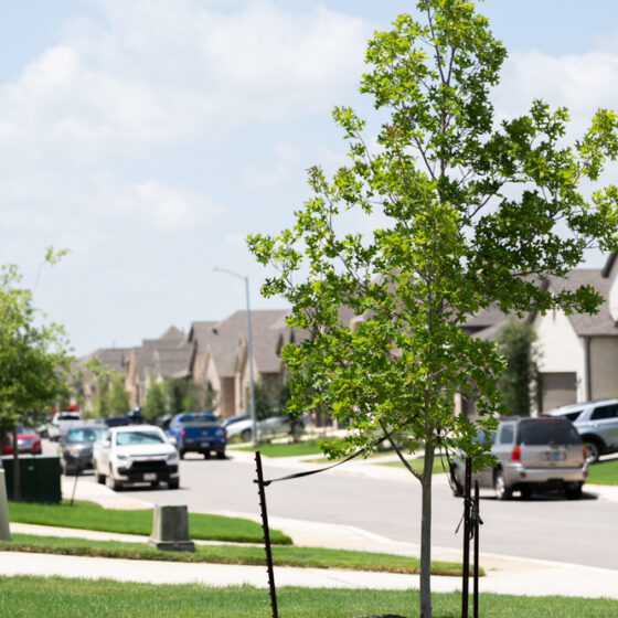 A young tree stands in a yard with the street and neighborhood in the background.