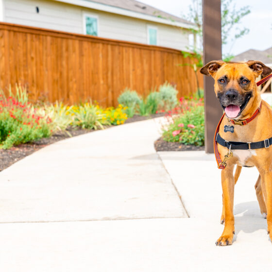 A tan dog with a dark brown snout stands alongside his owner on the sidewalk at the park, foliage in the background.