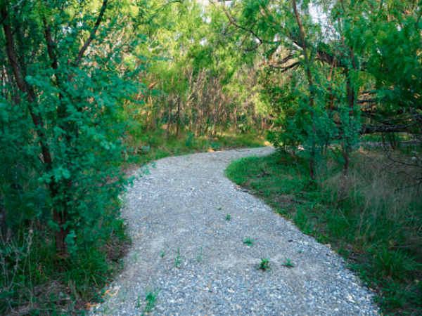 A winding trail lined with oak trees on the Madla Greenway