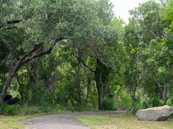 A verdant shaded pathway on a trail with a large boulder in the forefront