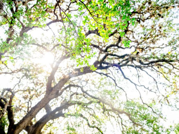 Sun peeks through branches of a tree